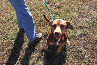 Labrador Retriever-Unknown Mix Dogs for adoption in New Albany, MS, USA