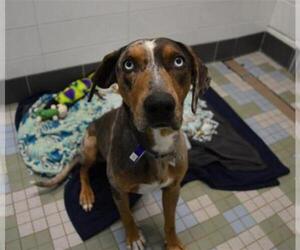 Catahoula Leopard Dog Dogs for adoption in Fort Collins, CO, USA