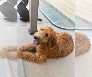 Mutt Dogs for adoption in Sandy, UT, USA
