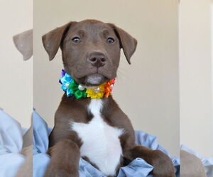 Labrador Retriever-Unknown Mix Dogs for adoption in McKinney, TX, USA