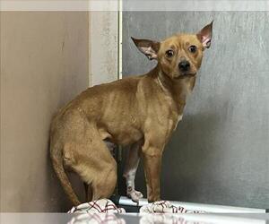 Mutt Dogs for adoption in Martinez, CA, USA