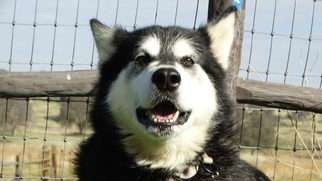 Alaskan Malamute Dogs for adoption in Vacaville, CA, USA