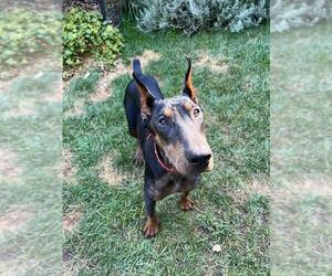 Doberman Pinscher-Unknown Mix Dogs for adoption in Elk Grove, CA, USA