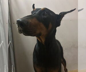 Doberman Pinscher Dogs for adoption in Martinez, CA, USA