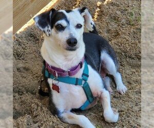 Jack Russell Terrier-Unknown Mix Dogs for adoption in Freeport, FL, USA