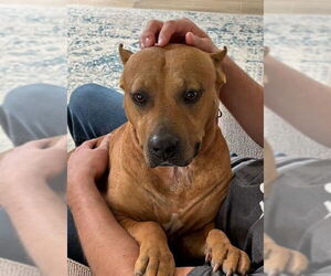 American Pit Bull Terrier-Unknown Mix Dogs for adoption in Hillsboro, NH, USA