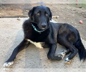 Labrador Retriever-Unknown Mix Dogs for adoption in Clovis, CA, USA