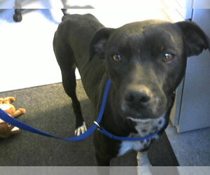 Mutt Dogs for adoption in Big Bear City, CA, USA