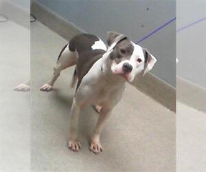 American Pit Bull Terrier-Unknown Mix Dogs for adoption in Las Vegas, NV, USA