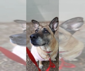 German Shepherd Dog-Unknown Mix Dogs for adoption in Newnan, GA, USA