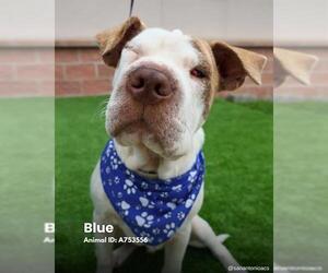 Chinese Shar-Pei-Unknown Mix Dogs for adoption in San Antonio, TX, USA