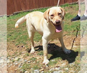 Labrador Retriever-Unknown Mix Dogs for adoption in Wetumpka, AL, USA