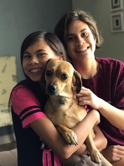 Puggle Dogs for adoption in Mobile, AL, USA