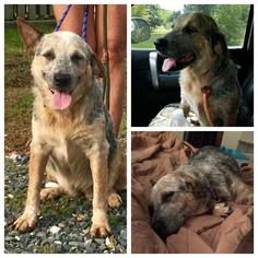 Mutt Dogs for adoption in Guilford, CT, USA