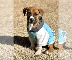 Mutt Dogs for adoption in OKLAHOMA CITY, OK, USA