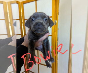 Labrador Retriever-Unknown Mix Dogs for adoption in Princeton, MN, USA