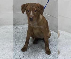 Labrador Retriever Dogs for adoption in Conroe, TX, USA