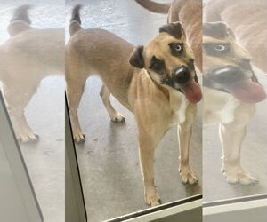 Australian Shepherd-Unknown Mix Dogs for adoption in Pampa, TX, USA