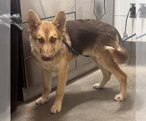 Gerberian Shepsky Dogs for adoption in Forestville, MD, USA
