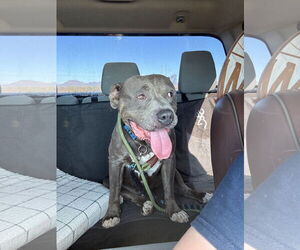 Mutt Dogs for adoption in Chandler, AZ, USA