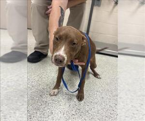 Mutt Dogs for adoption in Conroe, TX, USA