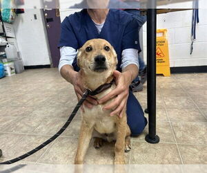 Carolina Dog-Unknown Mix Dogs for adoption in Raleigh, NC, USA