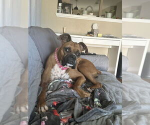 Boxer Dogs for adoption in Austin, TX, USA