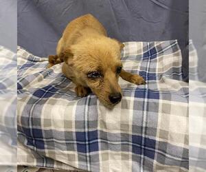 Chihuahua Dogs for adoption in Modesto, CA, USA