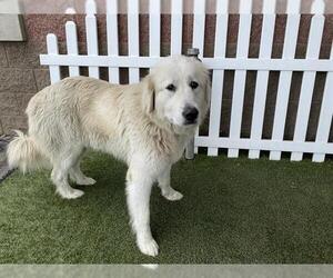 Great Pyrenees Dogs for adoption in Modesto, CA, USA