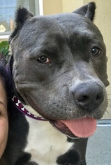 American Pit Bull Terrier-Bulldog Mix Dogs for adoption in Richmond, CA, USA