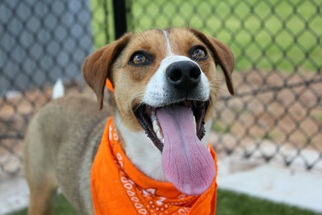 Beagle Dogs for adoption in Bryan, TX, USA