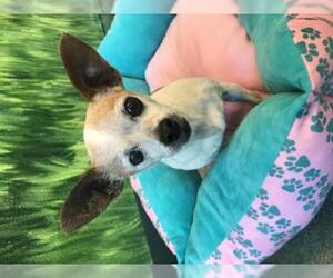 Chihuahua Dogs for adoption in Rohnert Park, CA, USA