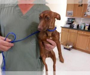 Doxie-Pin Dogs for adoption in Oroville, CA, USA
