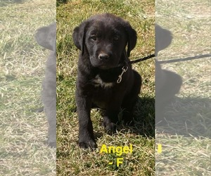 Labrador Retriever-Unknown Mix Dogs for adoption in NEWPORT NH, NH, USA