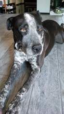 Borador Dogs for adoption in Apache Junction, AZ, USA