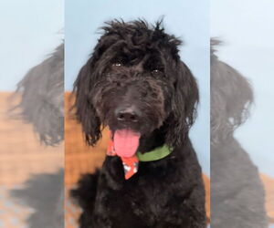 Goldendoodle Dogs for adoption in Pacolet, SC, USA