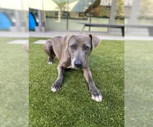 Labmaraner Dogs for adoption in San Martin, CA, USA