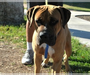 Boxer Dogs for adoption in Goodyear, AZ, USA