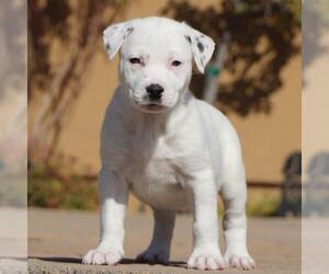 Mutt Dogs for adoption in San Diego, CA, USA