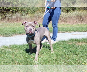 American Pit Bull Terrier Dogs for adoption in Chestertown, MD, USA