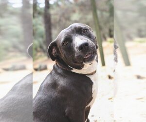 American Pit Bull Terrier-Labrador Retriever Mix Dogs for adoption in San Jose, CA, USA