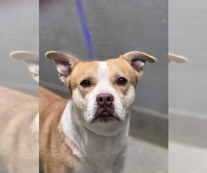 Mutt Dogs for adoption in Las Vegas, NV, USA