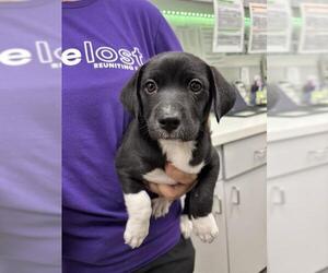 Labrador Retriever-Unknown Mix Dogs for adoption in Rosenberg, TX, USA