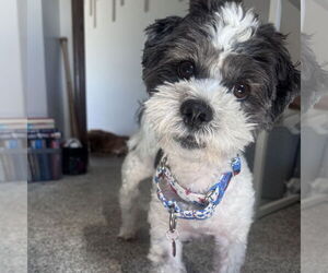 Coton Tzu Dogs for adoption in Fargo, ND, USA