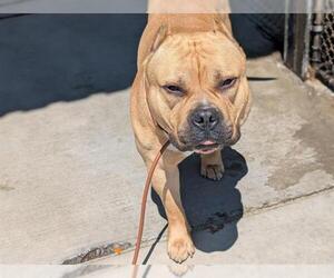 American Pit Bull Terrier Dogs for adoption in Denver, CO, USA