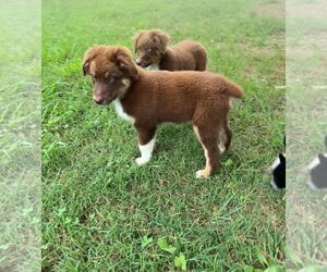 Australian Shepherd Dogs for adoption in Harrison, AR, USA