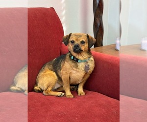 Chihuahua-Unknown Mix Dogs for adoption in Holly Springs, NC, USA