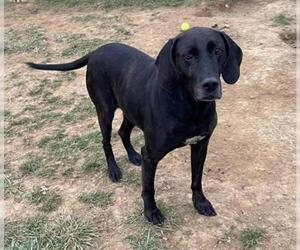Plott Hound-Unknown Mix Dogs for adoption in Waterford, VA, USA