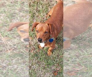 Chiweenie Dogs for adoption in Fruitland, SC, USA