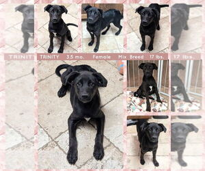 Mutt Dogs for adoption in Mesa, AZ, USA